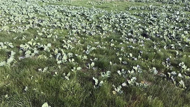 Kraftigt med væselhale i vinterraps - en opgave for Kerb at klare. Foto: Seges