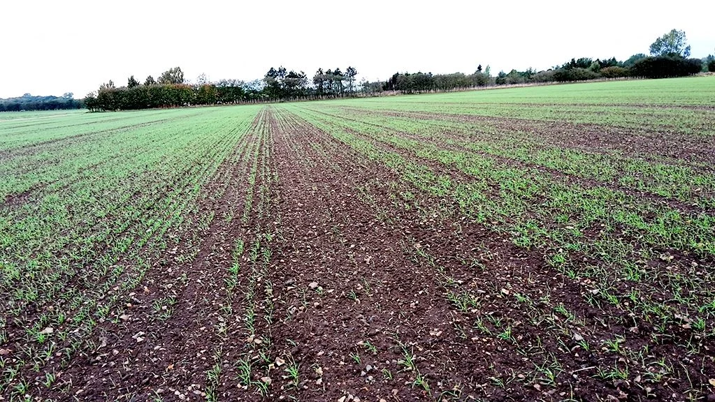 Vinterrug efter vinterrug pløjet umiddelbart før relativ sen såning. I striberne efter mejetærskeren har der været meget spildkorn, og her er der voldsomme angreb af fritfluer. Foto fra oktober i tidligere år af Torben Justesen, Velas