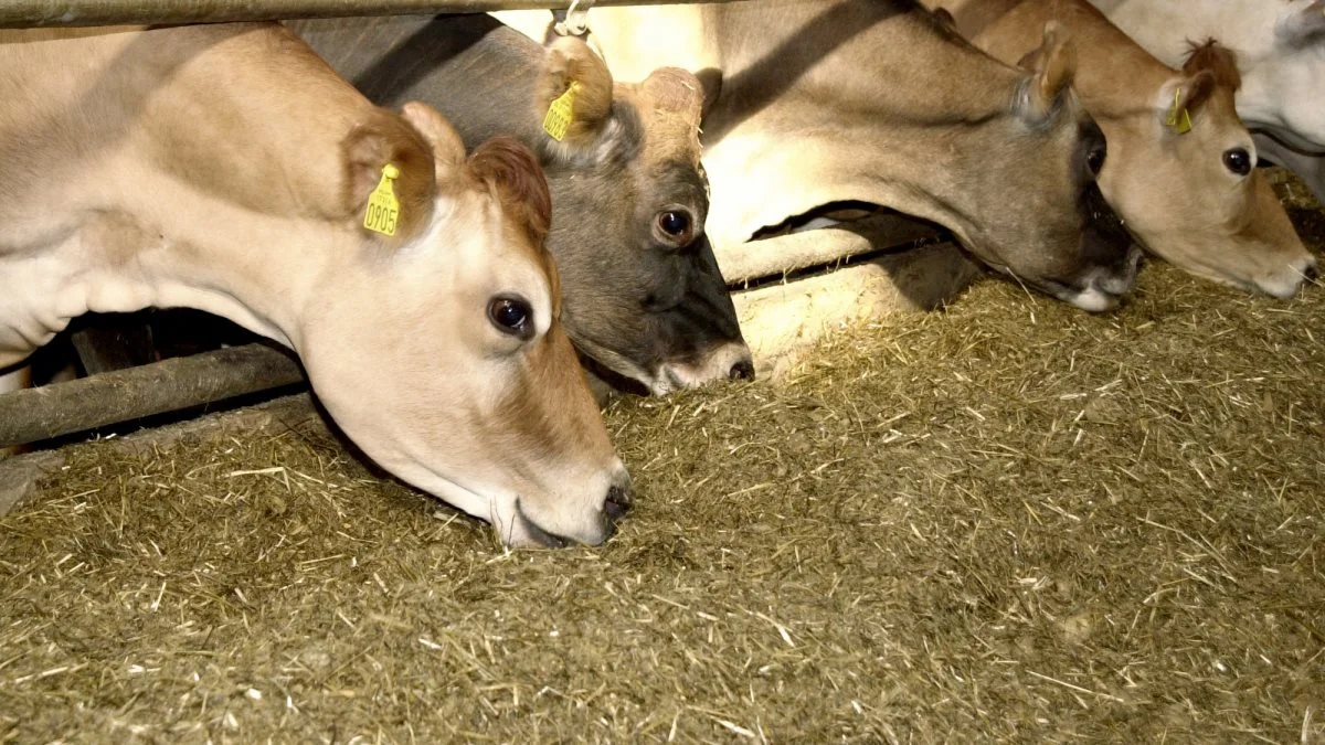 Seges oplyser, at de nye anbefalinger for PBV er hævet fra 15 til 20 gram pr. kg tørstof for stor race og fra 10 til 15 gram pr. kg tørstof hos Jersey. Arkivfoto