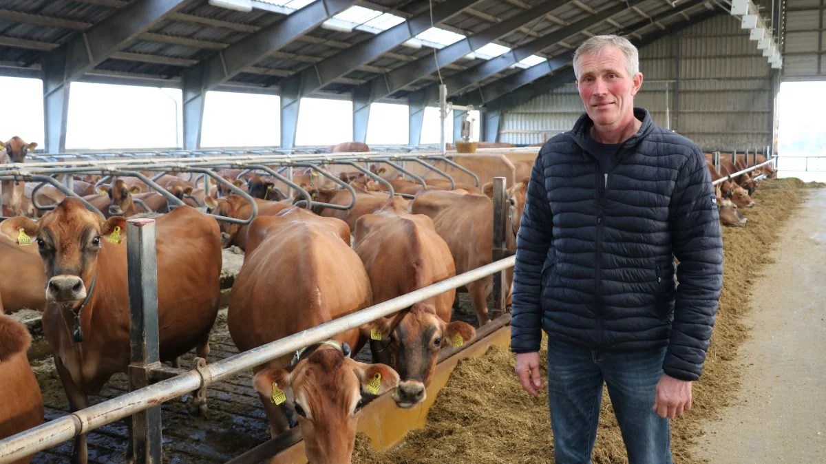 Produktionsresultaterne i jerseybedriften hos Palle Bjerggaard Hansen, der år efter år har givet 8 procent i afkast, vil blandt andet blive gennemgået, når Velas den 1. december afvikler Fagligt Forum for mælkeproducenter. Dagen efter omhandler mødet svineproduktion. Foto: Velas
