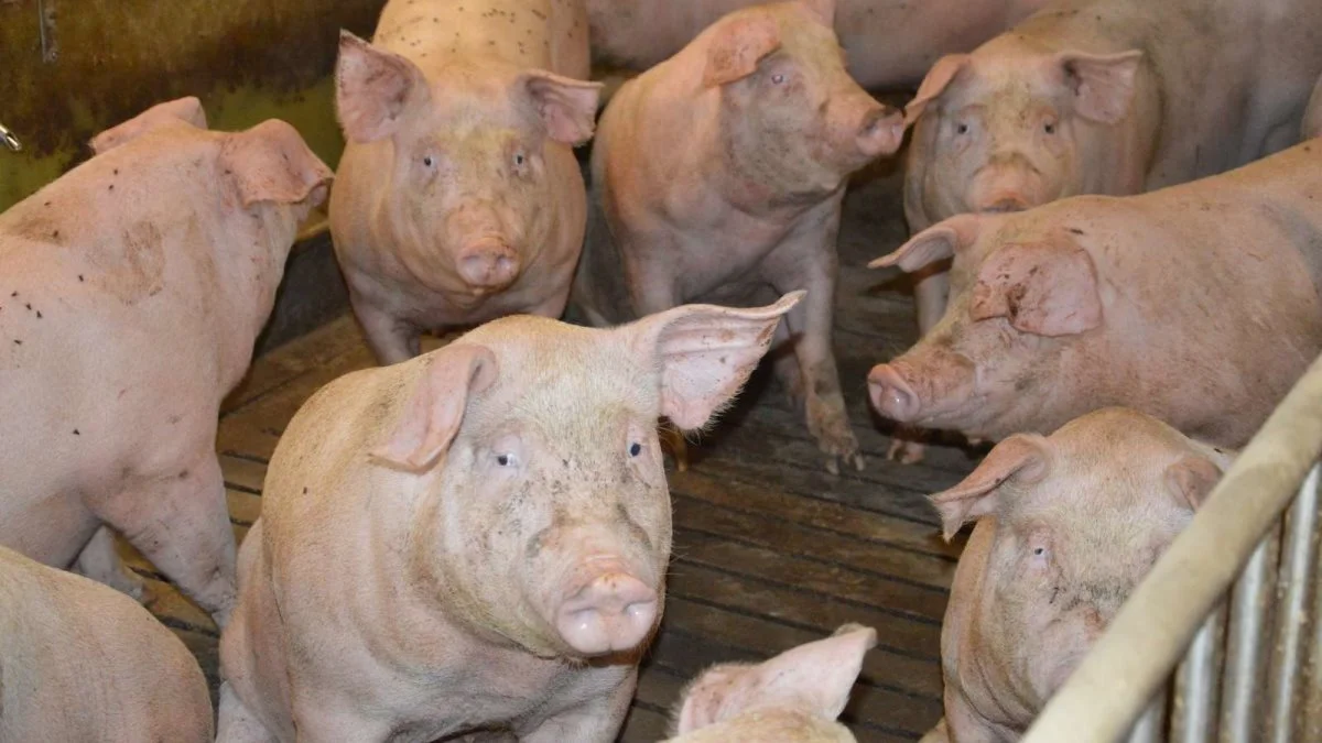 Den tyske slagtesvinenotering er uændret 1,20 euro pr. kg (8,94 kroner), oplyser Danske Svineproducenter.