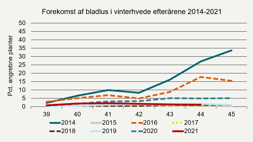 Udviklingen af bladlusangreb (procent angrebne planter) i hvede i registreringsnettet i år og tidligere år. Kilde: Seges