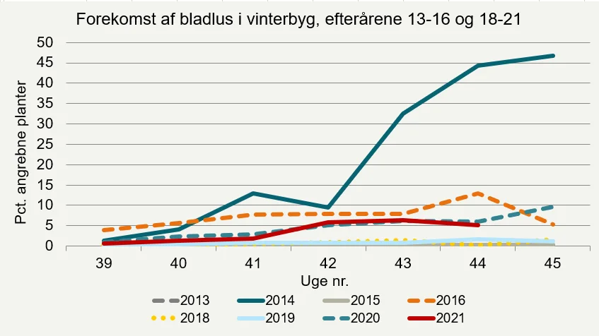 Den røde streg viser angreb af bladlus i vinterbyg her i efteråret i forhold til tidligere år. Kilde: Seges