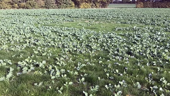 Vinterrapsmark med en masse væselhale, der ikke kan bekæmpes med Focus Ultra eller Agil - men sagtens med Kerb. Arkivfoto