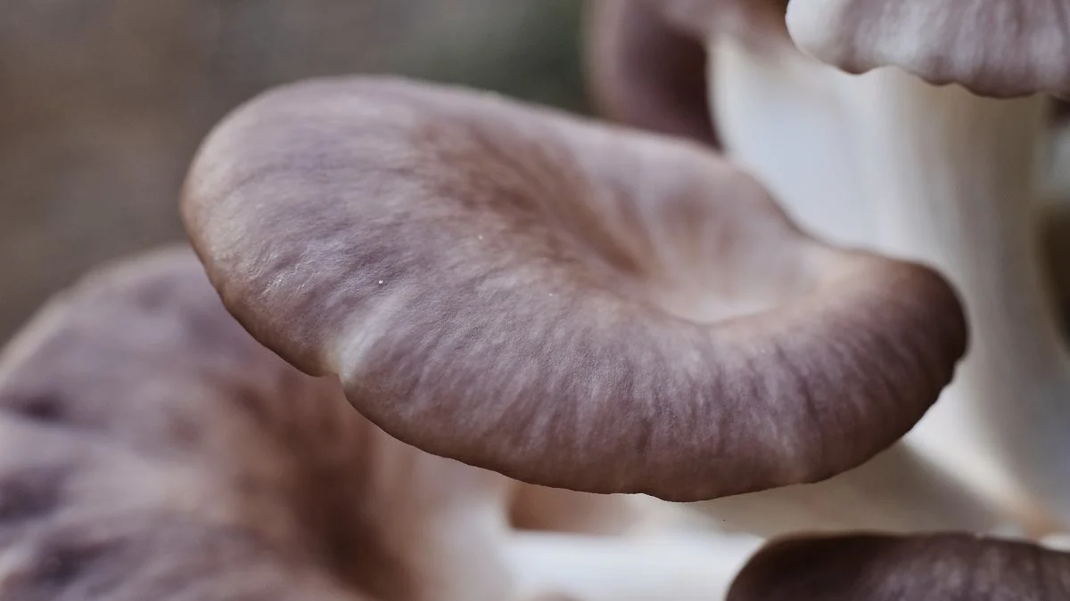 Beyond Mushrooms vil gerne udvikle en proteinrig fødevare baseret på det svamperodsnetværk, som blandt andre østershatte væver sammen under jorden. Men nu er virksomhedens udvikling bremset. Billedet er ikke associeret med Beyond Mushrooms. Foto: Pixabay