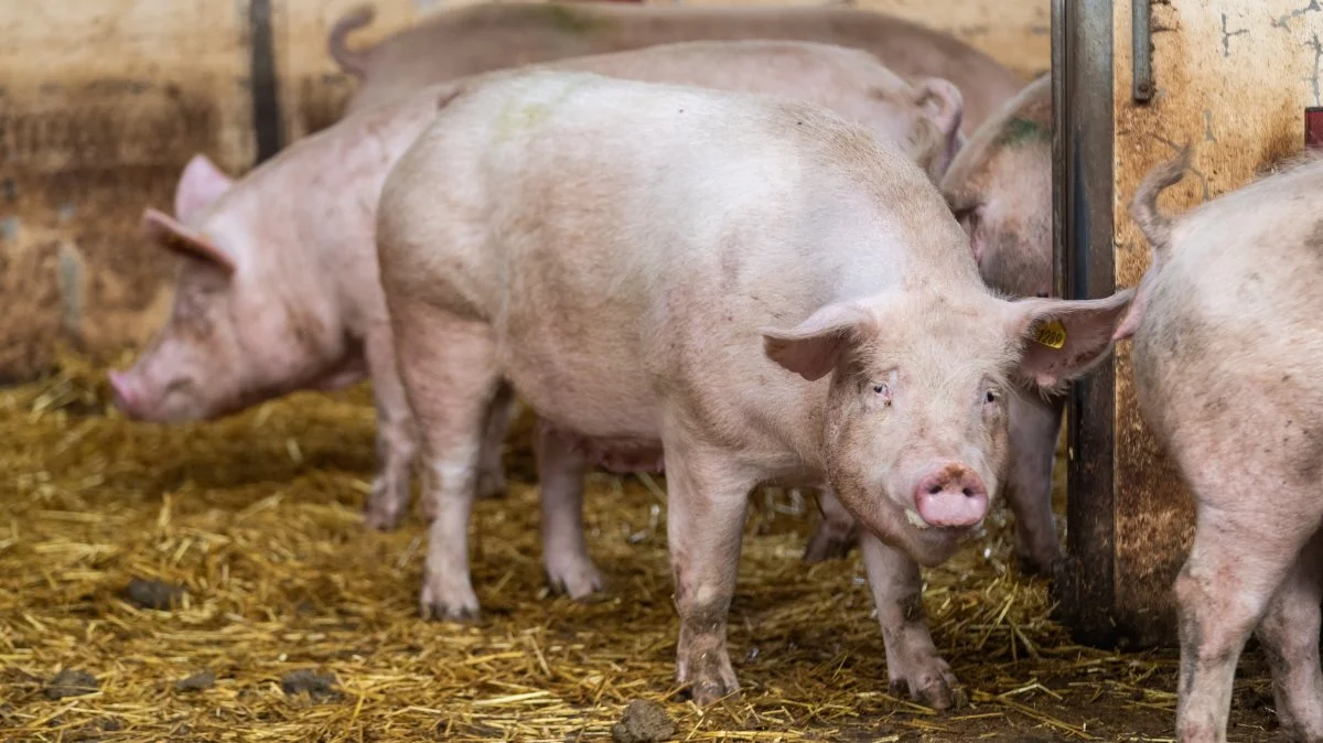 Størstedelen af de danske svineproducenter vil kunne sænke deres CO2-udledning betragteligt ved at trække lidt oftere i et håndtag ved deres gylleanlæg, end de formodentlig gør i dag.