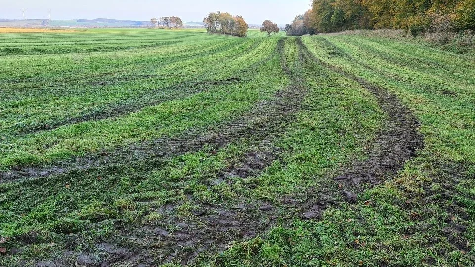 En ødelagt græsmark efter sent slæt i efteråret. At tage slæt fra slutningen af oktober kan nemt koste et tab på op til 50 procent af udbyttet næste år. Foto: Velas