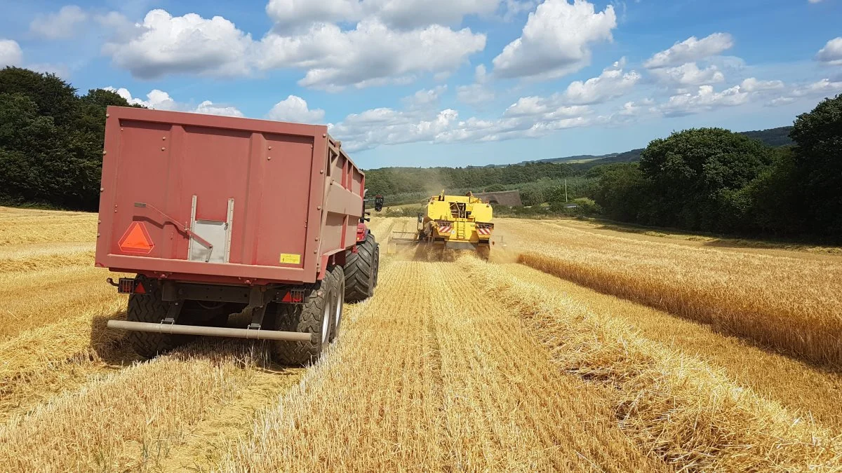 Normalt hentes 9-9,5 tons pr. hektar i vinterbyggen på den østjyske ejendom. Dog noget mindre på den sydskråning, der blev høstet søndag.