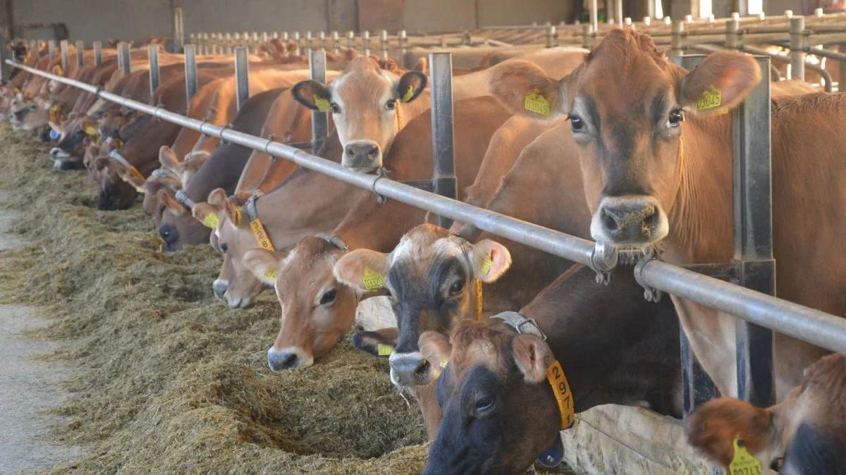 Ulvsbjerggård omfatter en mælkeproduktion med 300 jerseykøer plus opdræt, hvoraf kvierne står opstaldet på en ejendom 5-6 kilometer derfra.