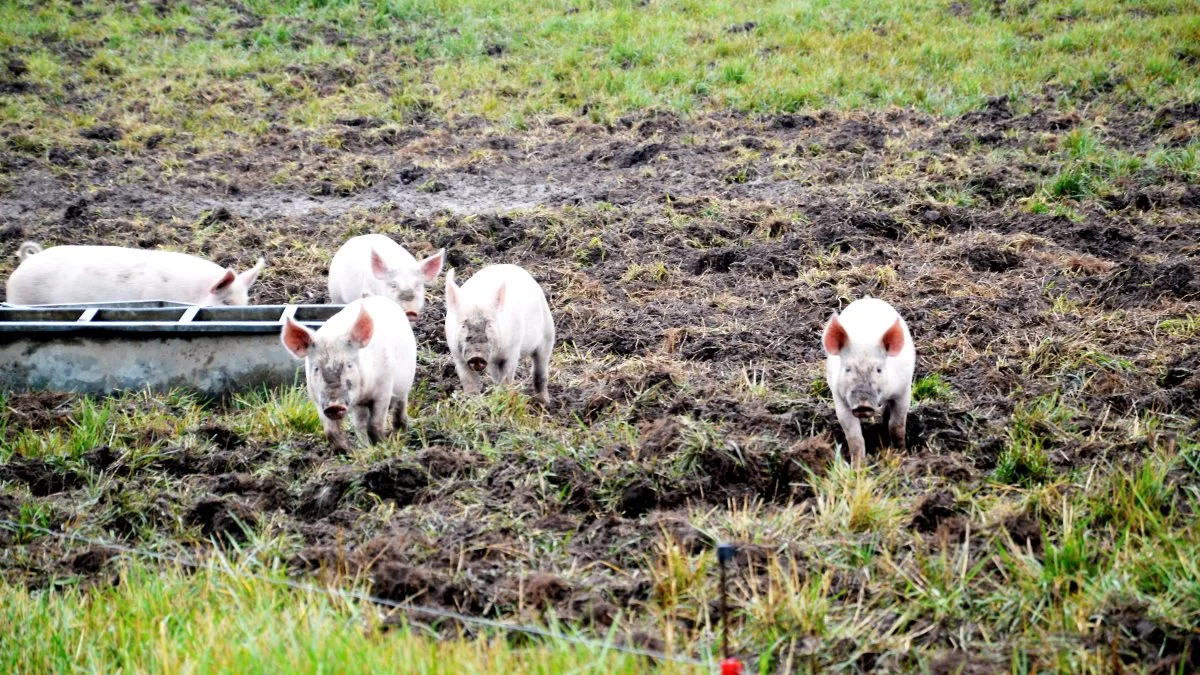 - Det betyder meget for vores leverandører, at de kan forvente en høj, stabil afregning, og det vil vi gøre alt for at leve op til hen over året, siger Peter Fallesen Ravn, formand for Friland. Arkivfoto: Camilla Bønløkke