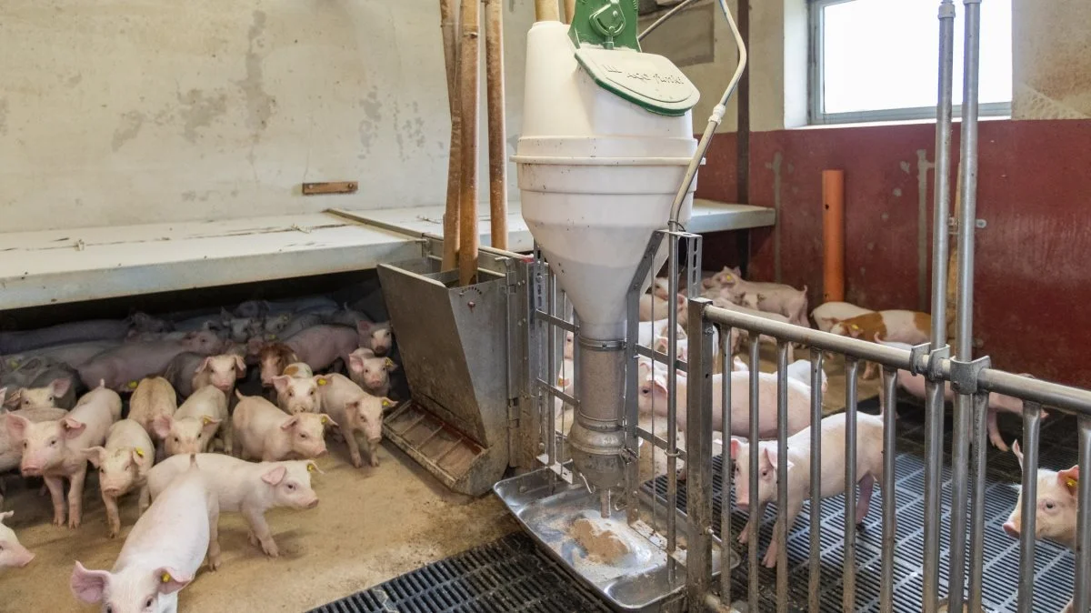 Ifølge Velas, er der i øjeblikket ikke mange alternative varer, der kan afbøde de meget høje kornpriser. Foto: Peter Beier