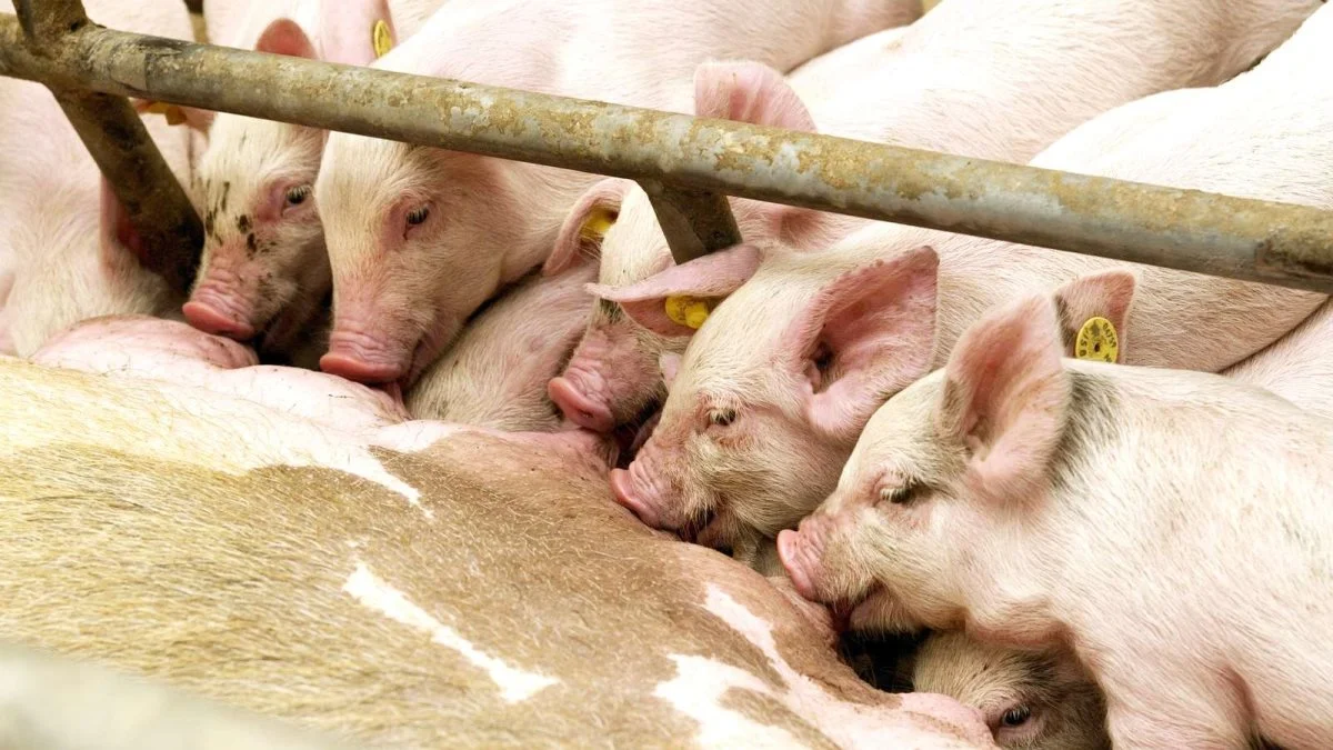 Kina har sat i en prop i importen af svinekød, og der er ikke melding om ændret interesse for danske slagtesvin, skriver AgroMarkets. Foto: Colourbox