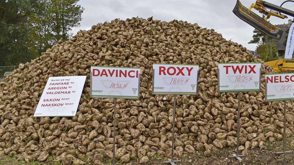På efterårets roedag præsenterede DLF Beet Seed de aktuelle sorter og deres sukkerprocenter. Prøvesorten Nakskov tegner rigtig godt og kommer også i en økologisk variant. Foto: Ulrik Larsen