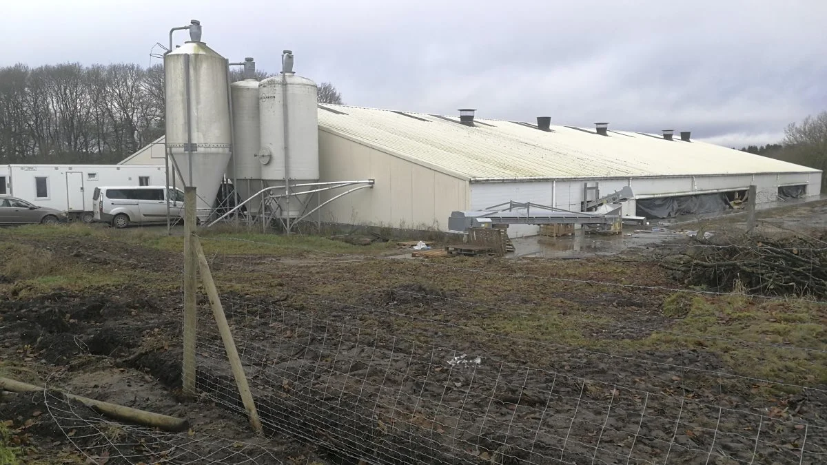 Stalden mellem Gadbjerg og Givskud indretter Michael Balle til ægproduktion med 15.000 økologiske høns. Udenom det udendørs areal opsættes både et lodret og vandret hegn for at holde ræve ude, og langs væggen på den isolerede stald fra 2002 oprettes en overdækket veranda. Fra det automatiske udmugningsanlæg, som er ved at blive monteret, fragtes hønsemøget til Fyn til gødskning af bedriftens 40 hektar økologiske rabarber.
