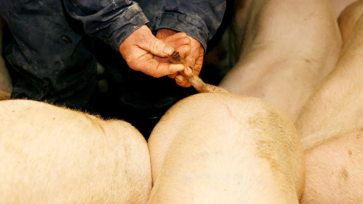 Fødevarestyrelsen vil blandt andet kigge på, om landmændene lever op til de strammere regler for halebid. Arkivfoto.