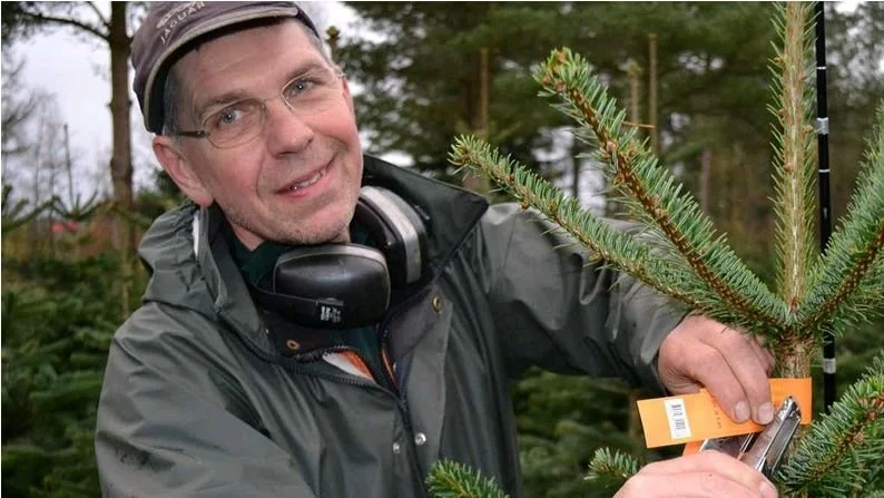 - Hele omsætningen hentes på fire uger. Der er ikke noget alternativ, konstaterer juletræsproducent Jørn Bertelsen. Foto: Skovdyrkerne.