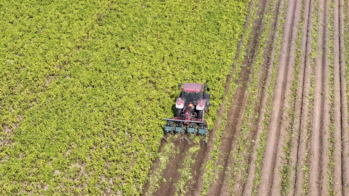 MSR Plant Technology ApS har success med sine maskiner til kartoffelavlerne. Det gælder både ukrudtsbekæmperen Opti Weeder og firmaets Crown Crusher, der ifølge producenten leverer mekanisk vækststop i kartofler med samme effektivitet som kemi. 