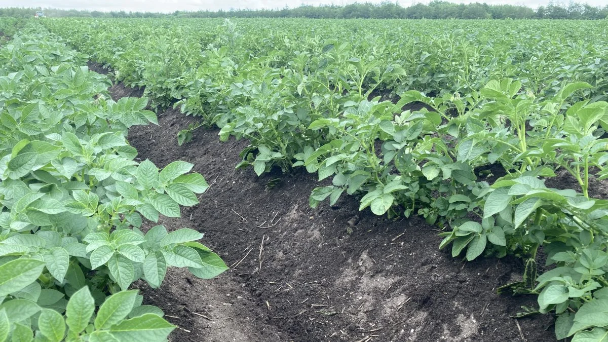 Rene, sunde kartofler er opnåelige uden brug af kemi, men ved brugen af en Opti Weeder fra MSR Plant Technology. 