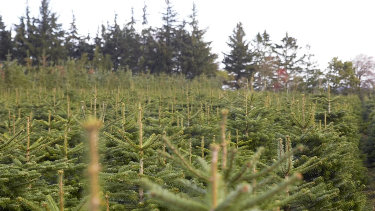 Ifølge brancheforeningen Danske Juletræer produceres der årligt cirka 12 millioner juletræer i Danmark, hvoraf 10,2 millioner træer eksporteres til udlandet. Foto: Tenna Bang