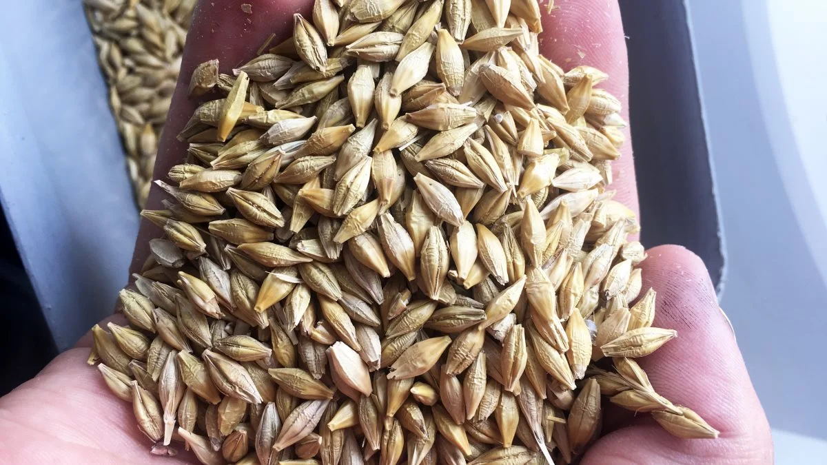 Sidste års dårlige vejr i Belgien havde stor indflydelse på kornproduktionen, og bygmalt, som er nødvendig til ølproduktion, er ikke sluppet uden om denne situation.  Arkivfoto.