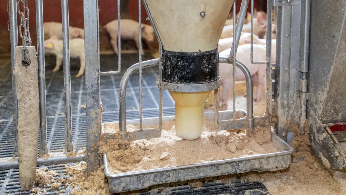 Lagrene med aminosyren lysin er ifølge rådgivningsselskabet Velas nu helt i bund hos de danske foderstoffer. Det kan påvirke de blandinger, som tilbydes svineproducenterne.