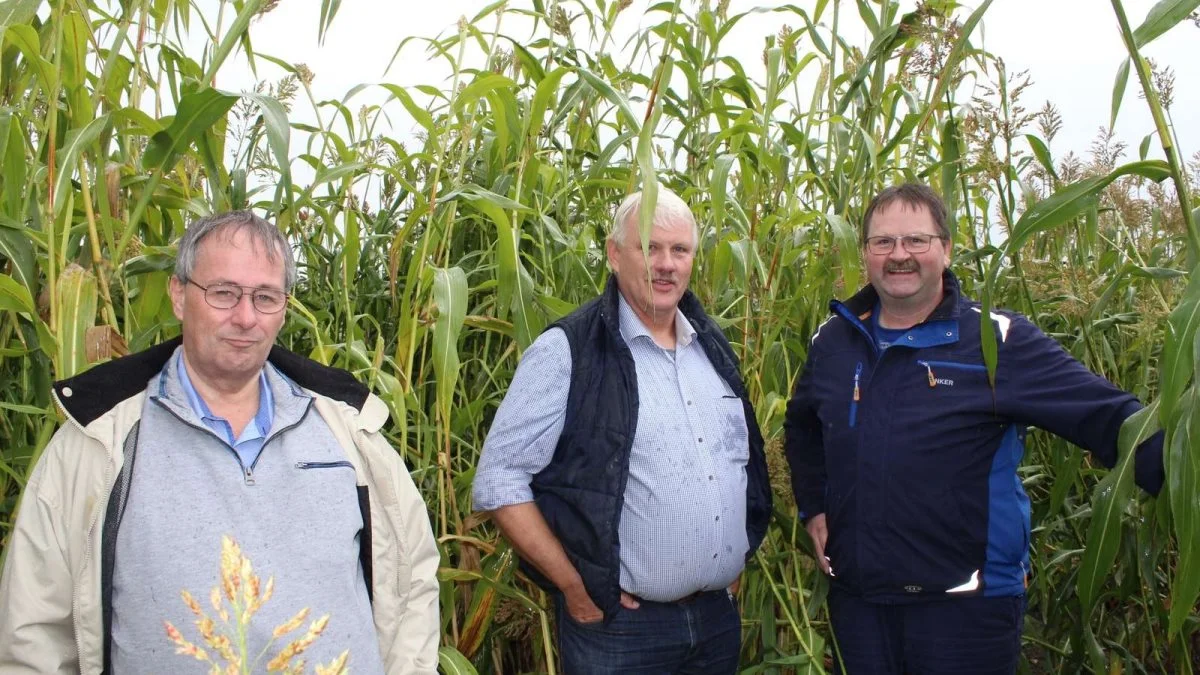 Året bød også på afgrøder og høst. På en mark nær Varde er der gang i et spændende forsøg med afgrøden sorghum. Fra venstre: Preben Vestergård, salgschef hos DSV Frø Danmark A/S, Ron Bon, indehaver af RB FarmSupply og Anker Vestergaard, direktør hos Varde Maskinstation i sorghum-testmarken ved Varde. Foto: John Ankersen

