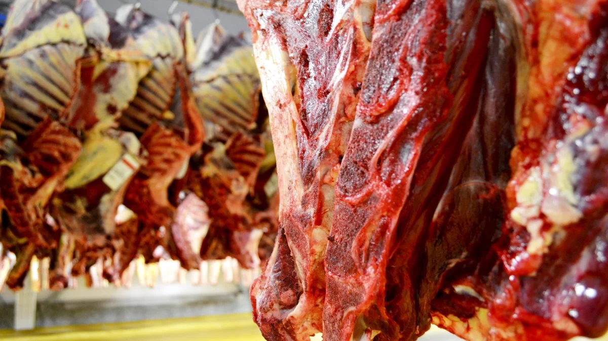 Markedet for oksekød har – trods jul og stigende bekymringer for en ny, potentiel corona-bølge – stadig fart på, lyder det fra Danish Crown Beef, der fastholder noteringen uændret.