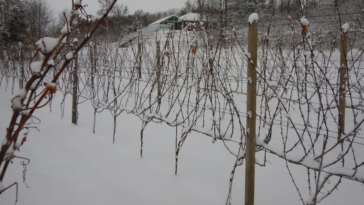Familien Thrysøe, som ejer vingården, skal bruge vinteren på at lære den nye traktor at kende.