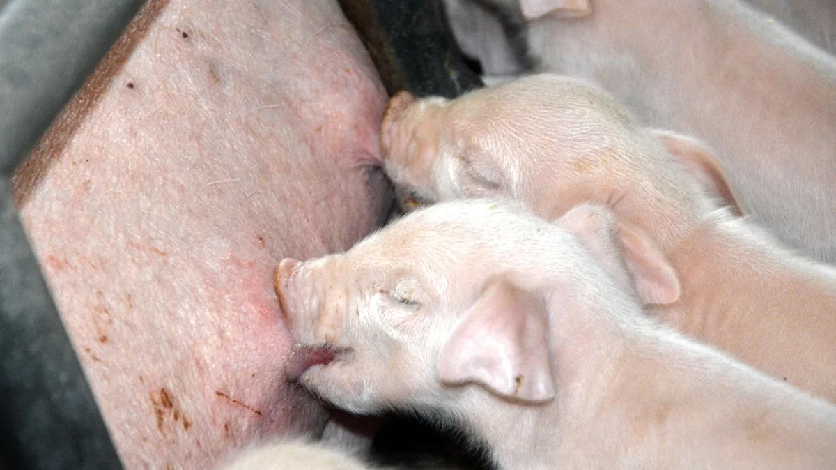 Søernes råmælk er en af de vigtige ingredienser, hvis man vil producere nogle robuste grise. Arkivfoto: Camilla Bønløkke