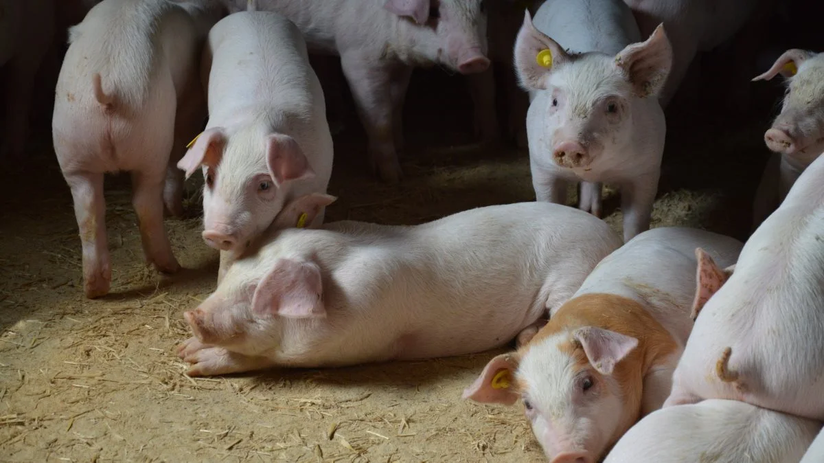Ifølge notat nummer 2139 fra Seges Gris var det danske forbrug af de kritisk vigtige antibiotika til produktionsdyr på blot nogle få kilo i 2020.  Arkivfoto: Camilla Bønløkke
