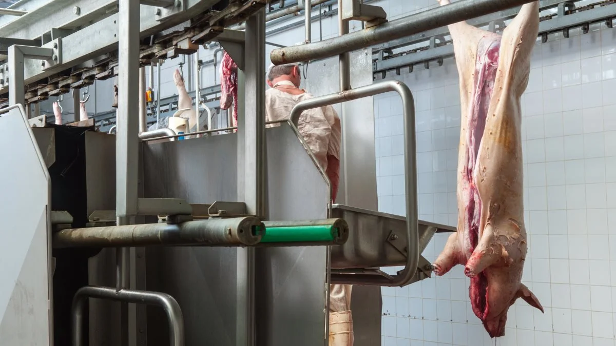 Bortset fra Tyskland så har de største svineproducerende lande i EU oplevet en stigning i antal slagtninger. Foto: Colourbox.