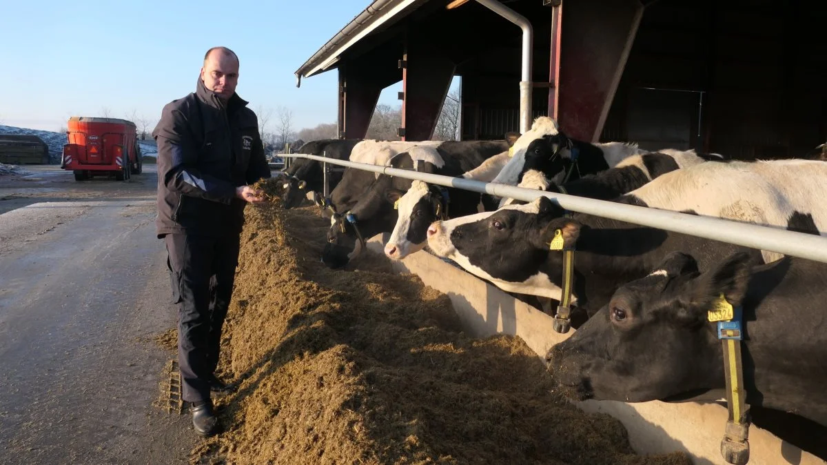 Det er det her, det hele drejer sig om. Lars Kristensen med det velmiksede fuldfoder, som køerne ikke begynder at sortere i. - Heller ikke, selvom vi nu snitter og mikser et ton roer ind i hver portion på cirka 14 ton foder, viser han. 