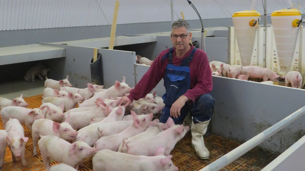 - Grisene trives fint i rundbue-klimastaldene. Sundheden og tilvæksten er normal, fortæller Claus Budolfsen.