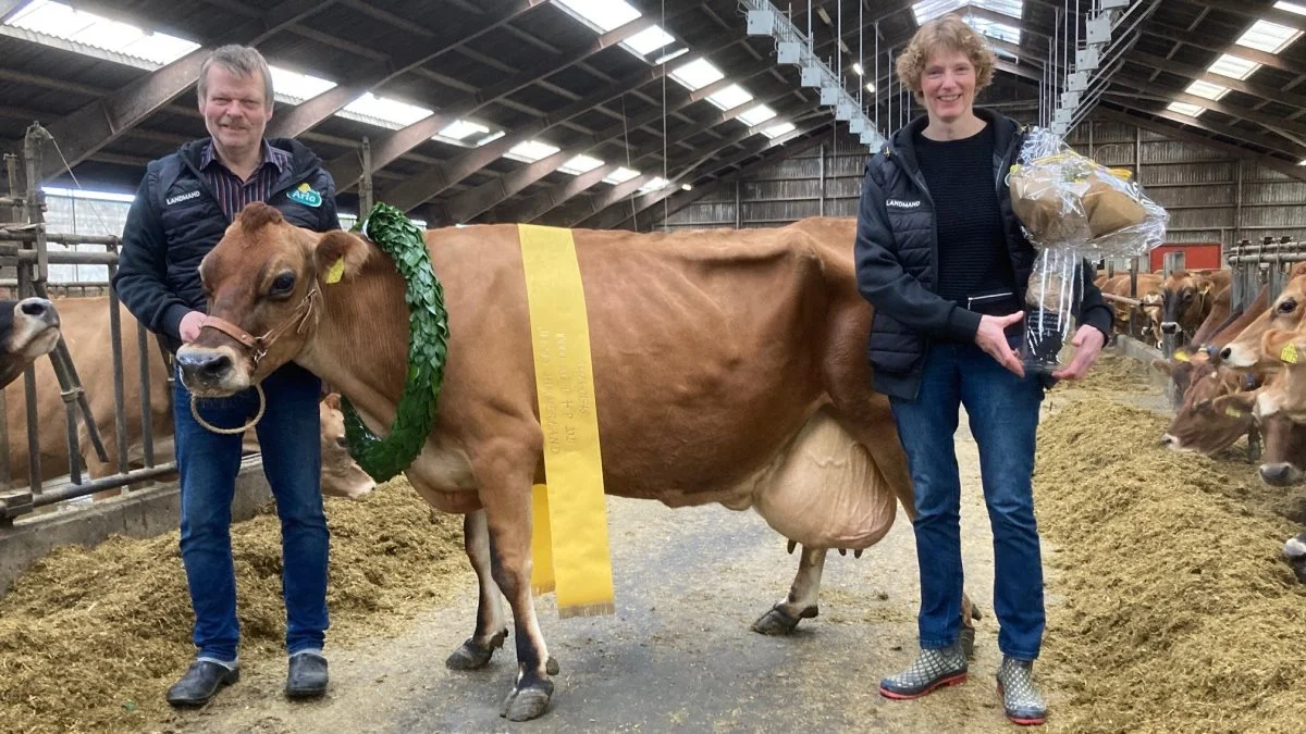 Dorthe og Lars Bech Hansen kunne forleden fejre ko nummer 1548, som har rundet 10.000 kg F+P. Foto: VikingDanmark