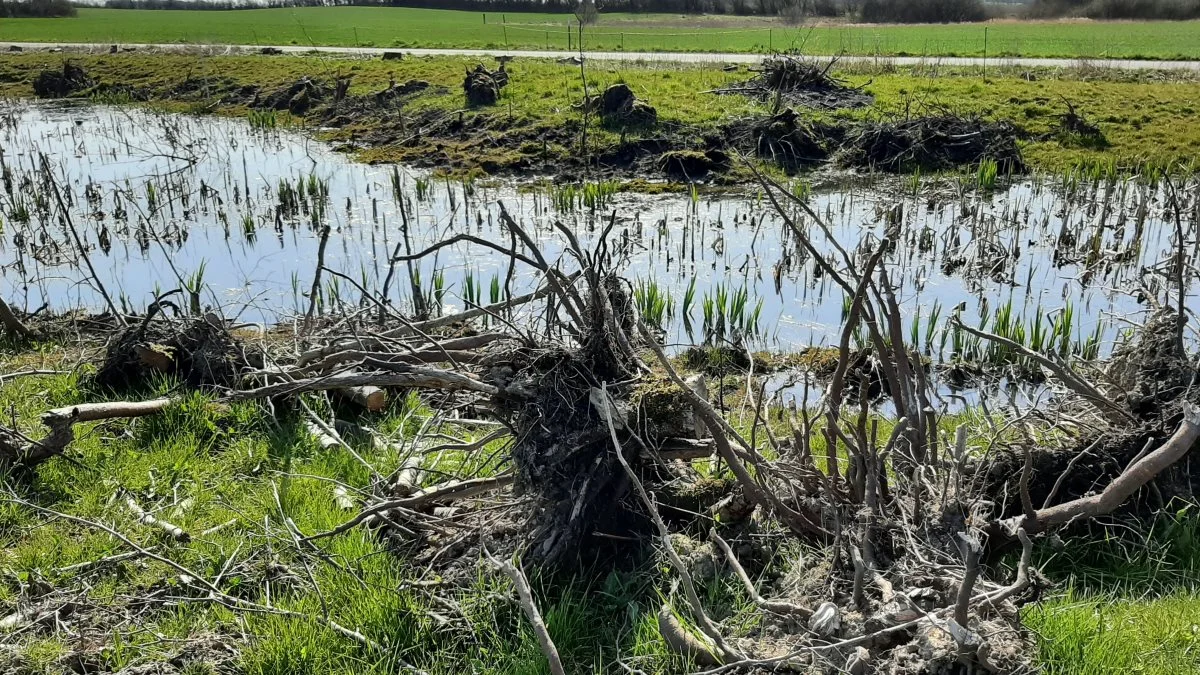 Udsigt til endnu mere natur og biodiversitet i Horsens Kommune, efter at kommunen sammen med Østjysk Landboforening har afsat 100.000 kroner til formålet.