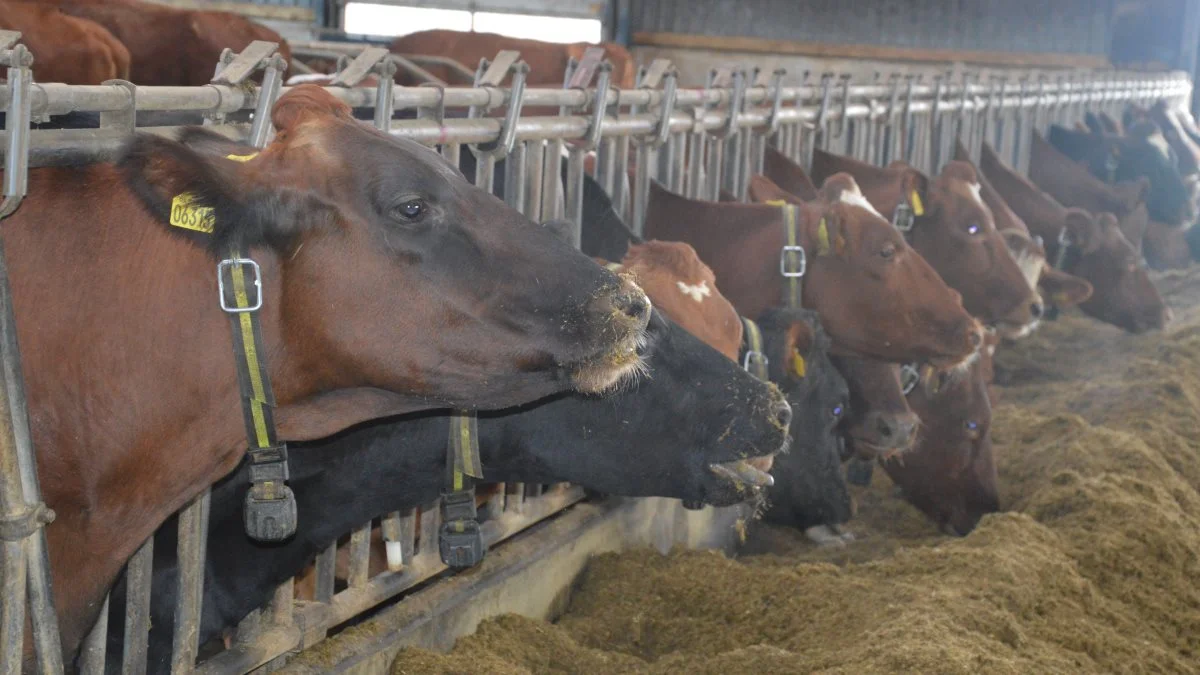 KlimaKS, der har modtaget midler gennem GUDP, vil udvikle systemer, der skal tydeliggøre de økonomiske fordele for en landmand, hvis han investeringer i sygdomsforebyggelse af sine køer. Foto: Camilla Bønløkke