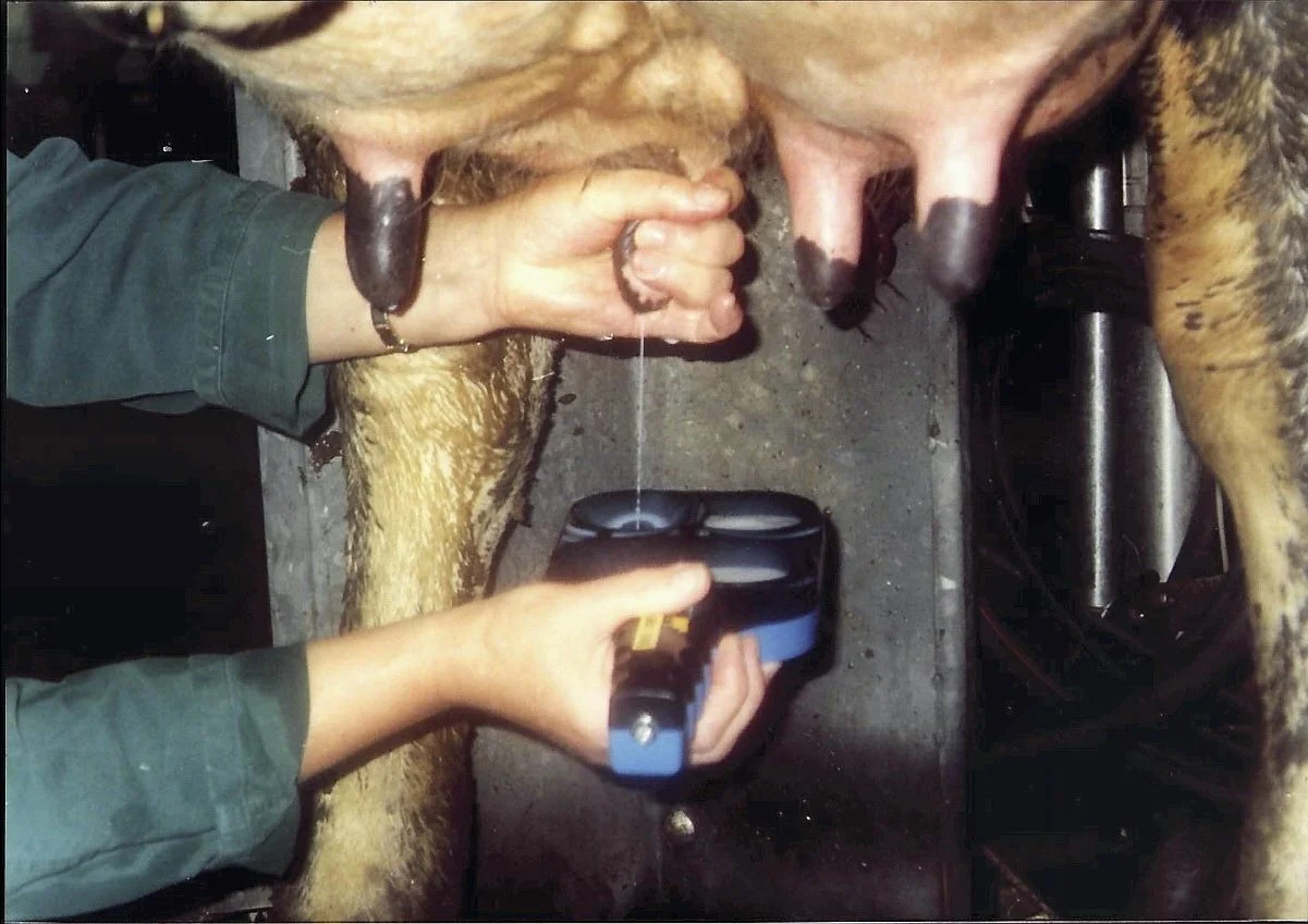 Dyrlæger&Ko, der er med i KlimaKS, vil udvikle nye metoder til at analysere på blod- og mælkeprøver og forudsige risikoen for, at besætningen bliver ramt af sygdom. Foto: Arkivfoto