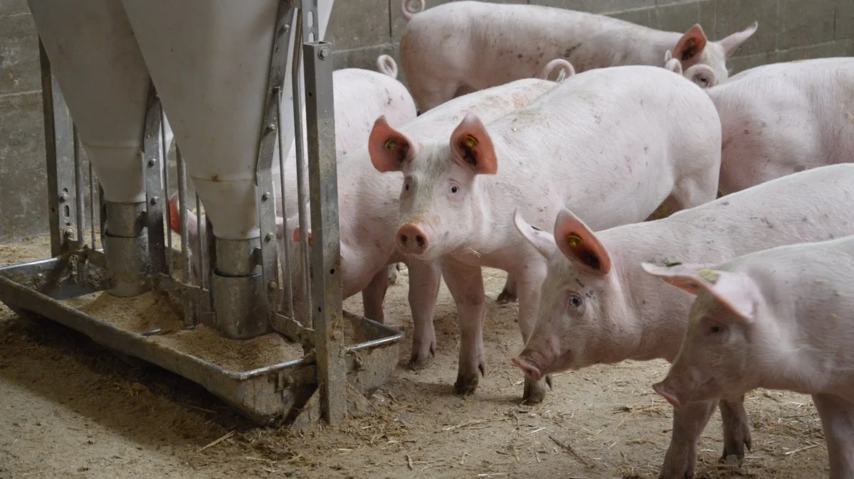 Der meldes om genetiske fremskridt hos Topigs Norsvin. Arkivfoto: Camilla Bønløkke