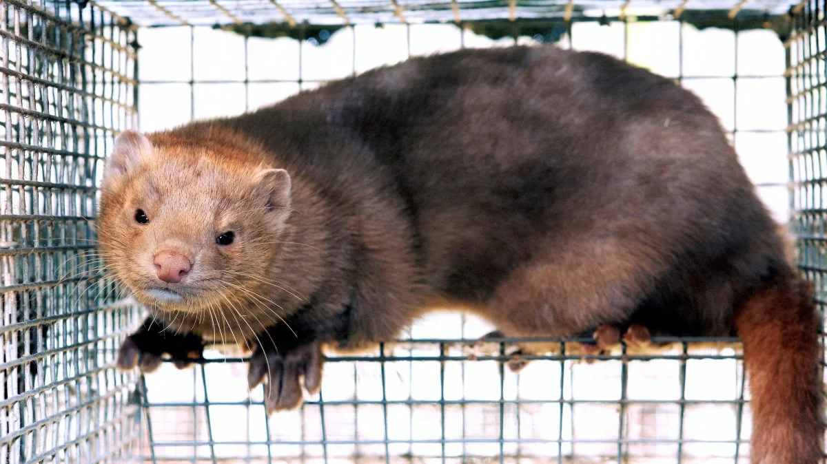 På en af de syv undersøgte farme fandt Fødevarestyrelsens Veterinærrejsehold mink. Foto: Anne Kjærsgaard
