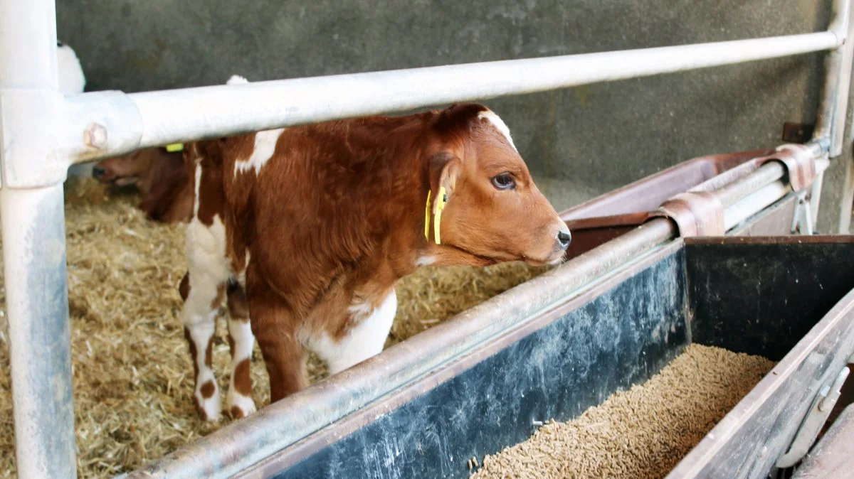 Slagtekalveproducenter rammes særligt hårdt af udjævningen af landbrugsstøtten på grund af EU's Cap-reform.