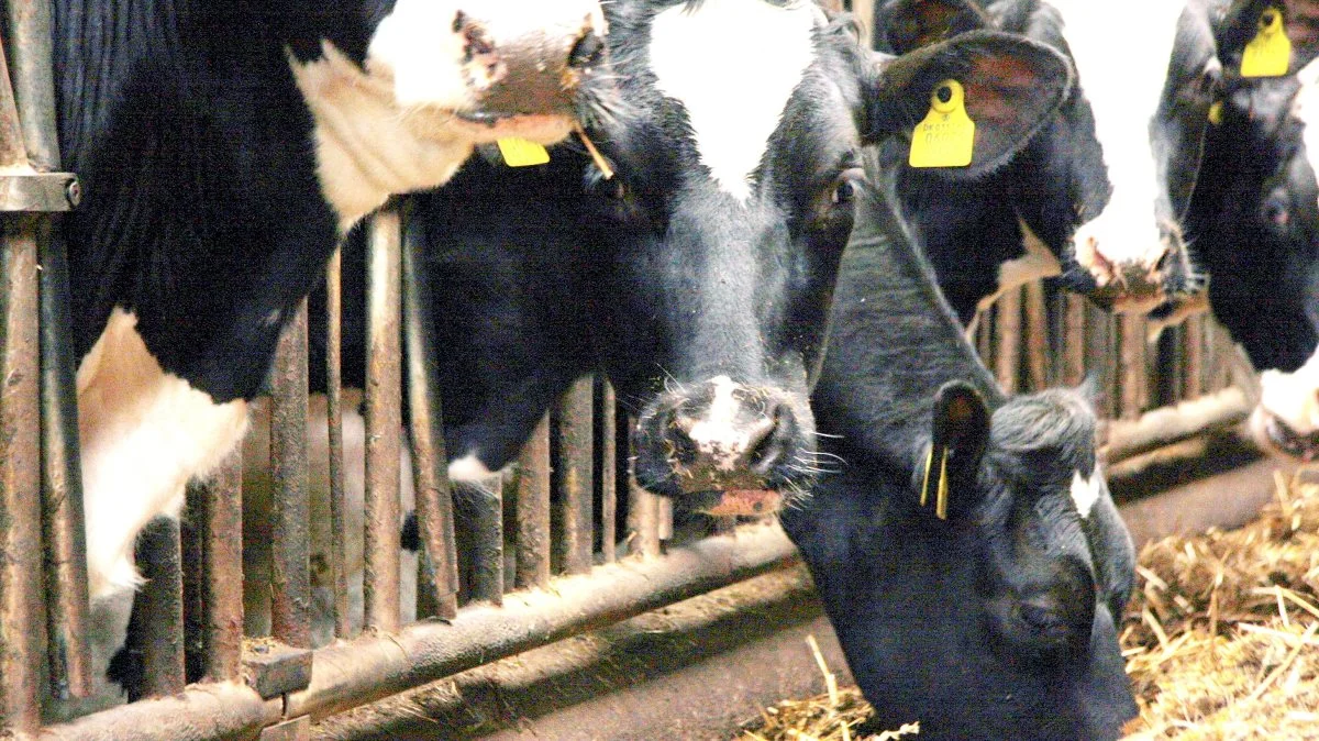 - Det, vi ved virker, er, at jo færre kilo fodertørstof koen skal omsætte for at få energi til at producere mælk, des mindre metan udleder den. Det kræver, at grovfoderet har en rigtig god kvalitet målt på fordøjeligheden – så des højere kvalitet i foderet des større reduktioner kan vi få i koens udledning af metan, siger kvægkonsulent hos Velas, Peter Møller. Foto: Tenna Bang 