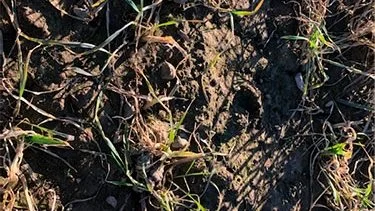 Angreb af bygfluelarver i vinterhvede sået 8/9. Der er cirka 30-40 bygflueangrebne skud pr. m2. Fotograferet 4. marts 2021 af Carsten Kløcher, Djursland Landboforening
