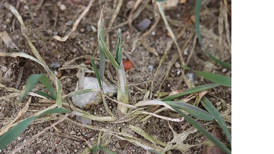 Nærbillede af rugplante med opsvulmet skud som følge af angreb af bygfluelarver fotograferet 7. marts 2021. Her er kun et skud angrebet, men i nogle planter/marker er flere skud pr. plante angrebet. Foto: Seges