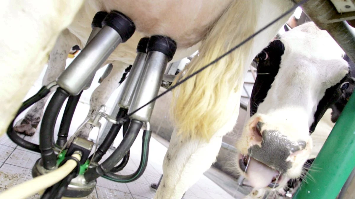Ydelsen er steget med 50 kg mælk og en gennemsnitlig driftsenhed i Danmark har nu en ydelse på 11.092 kg EKM.