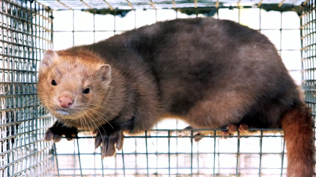 På en af de syv undersøgte farme fandt Fødevarestyrelsens Veterinærrejsehold mink. Foto: Anne Kjærsgaard