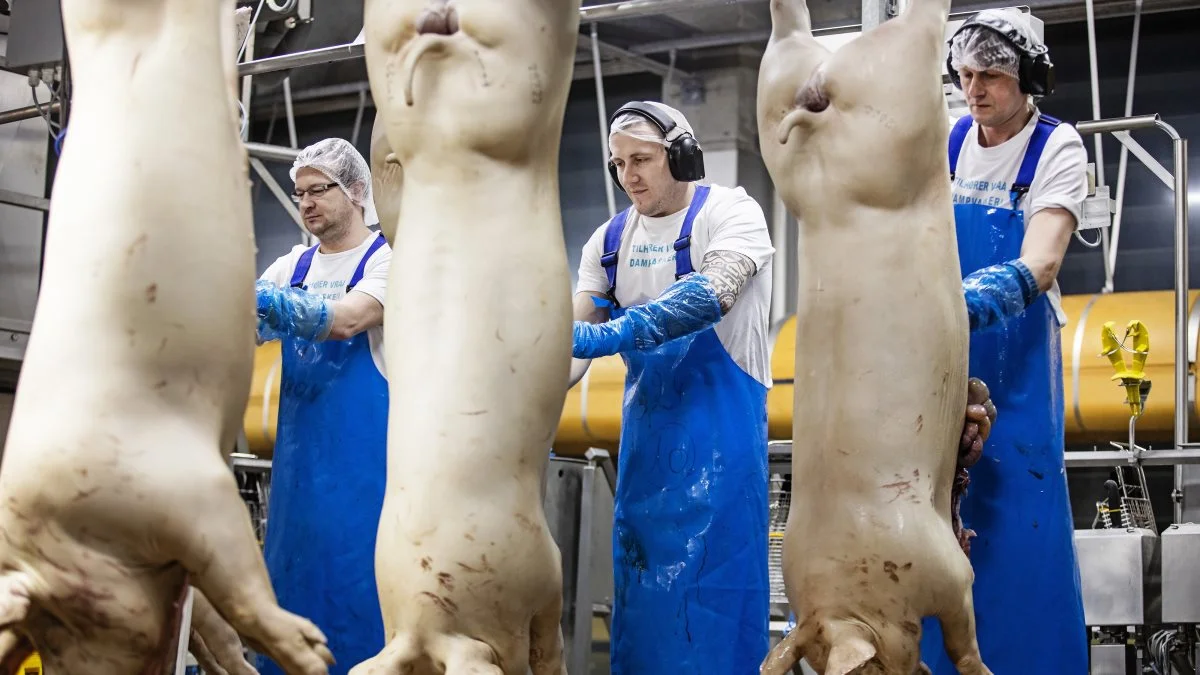Danish Crowns slagtesvinenotering er uændret.
