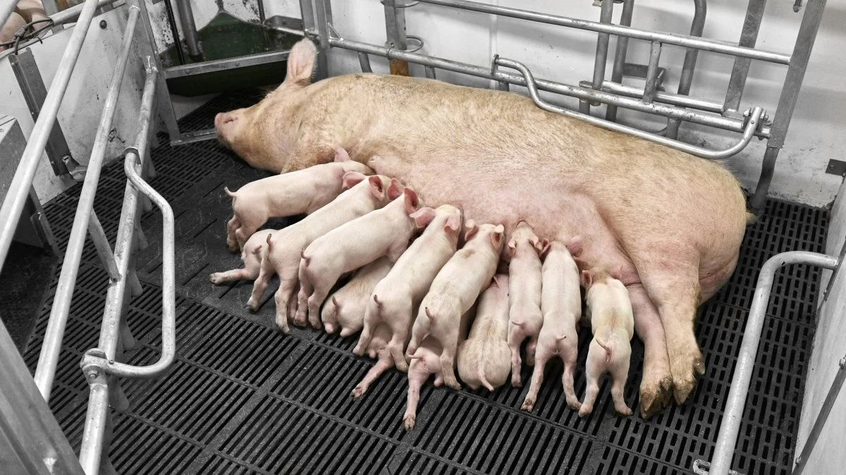 Der er en stor sammenhæng mellem det totale antal fødte grise pr. kuld og antal dødfødte grise pr. kuld. Arkivfoto