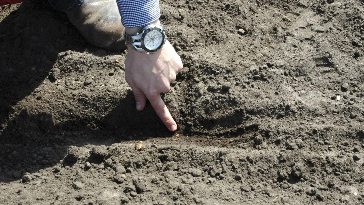 Såbedet til majs skal være bearbejdet i mindst 10 cm dybde, fordi startgødningen skal placeres i 10 cm dybde. Arkivfoto
