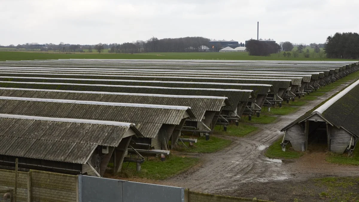 Selv om alle minkfarme i Danmark har stået tomme i over et år, kommer taksationskommissionerne først i starten af 2022 ud og takserer værdien af dem. Arkivfoto
