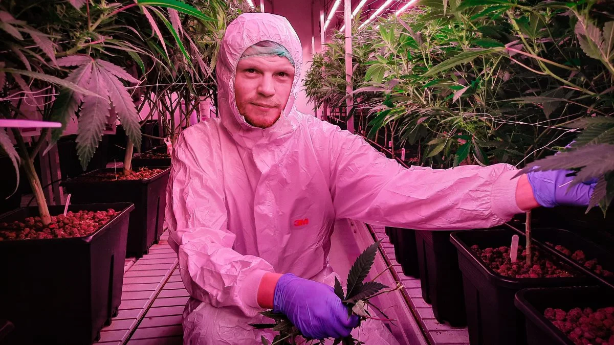 29-årige Christian Ohlendorff Hollensen er direktør og stifter af cannabisproducenten OC Care. Han drømmer om at kunne producere cannabis til medicinsk brug inden for den nærmeste fremtid. Fotos: Victor Juul Grønbæk